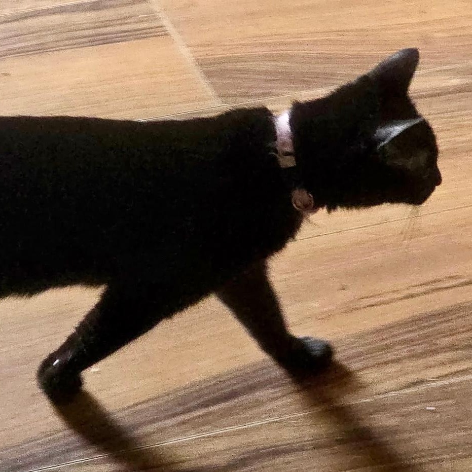 Enlarge Cuddles, a ADOPTABLE Domestic Short Hair in Gastonia, NC image 2/2