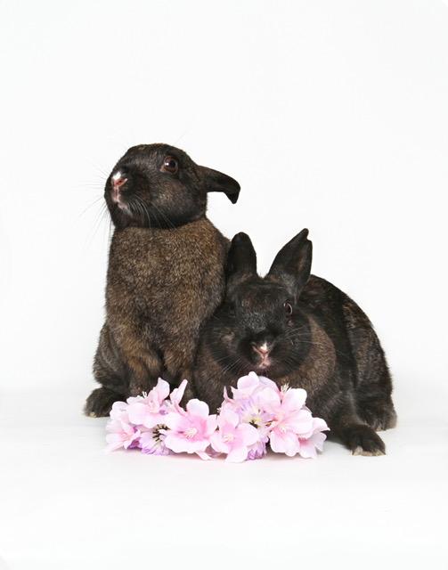 Button & Zipper (South Surrey), Adoptable, Young Female Bunny Rabbit.