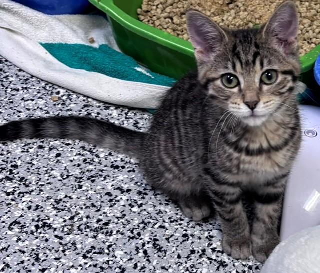 Enlarge Pete, an adopted Domestic Short Hair in Allegan, MI image 1/1