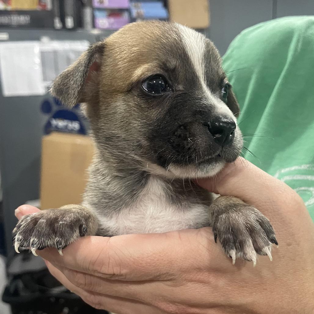 Enlarge Angela Martin, a Adoptable Mixed Breed in North Port, FL image 3/6