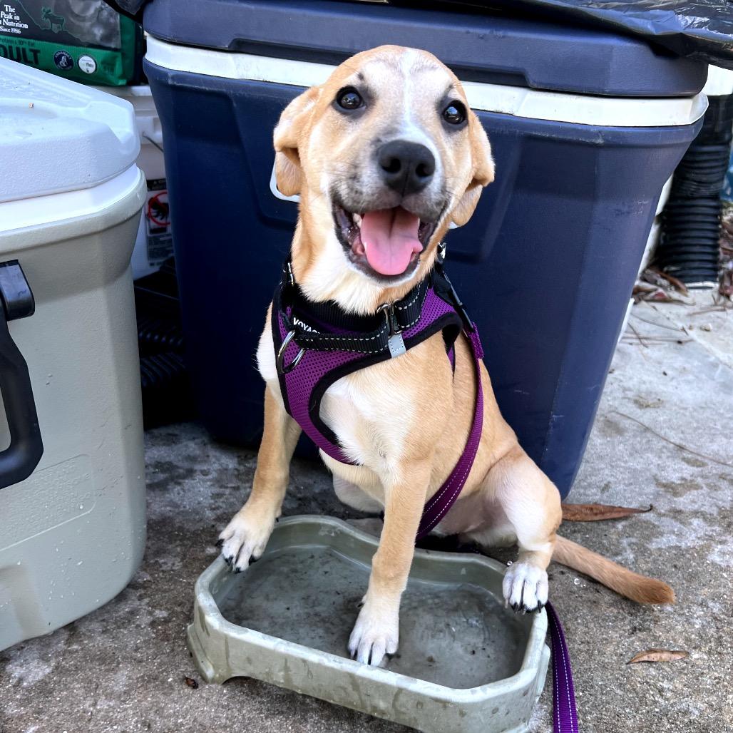 Enlarge Angela Martin, a Adoptable Mixed Breed in North Port, FL image 4/6