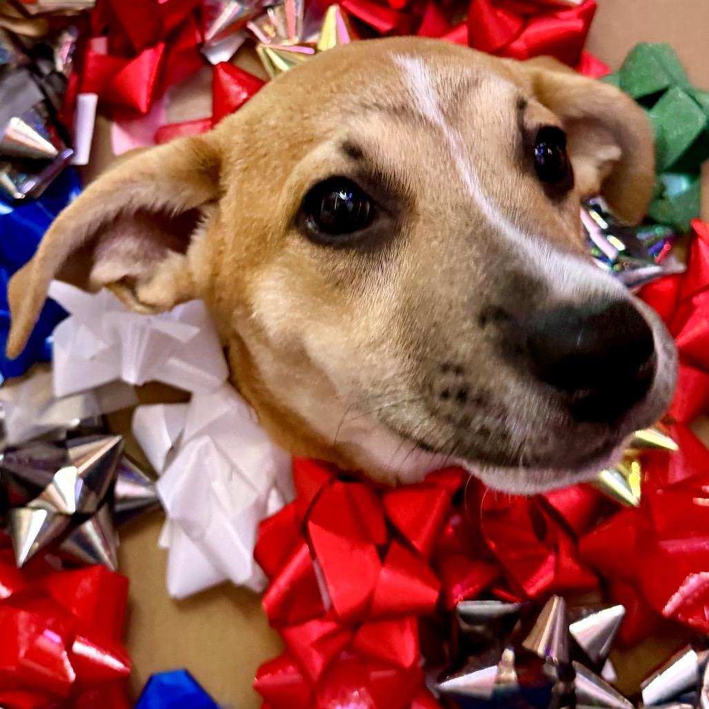 Enlarge Angela Martin, a Adoptable Mixed Breed in North Port, FL image 6/6