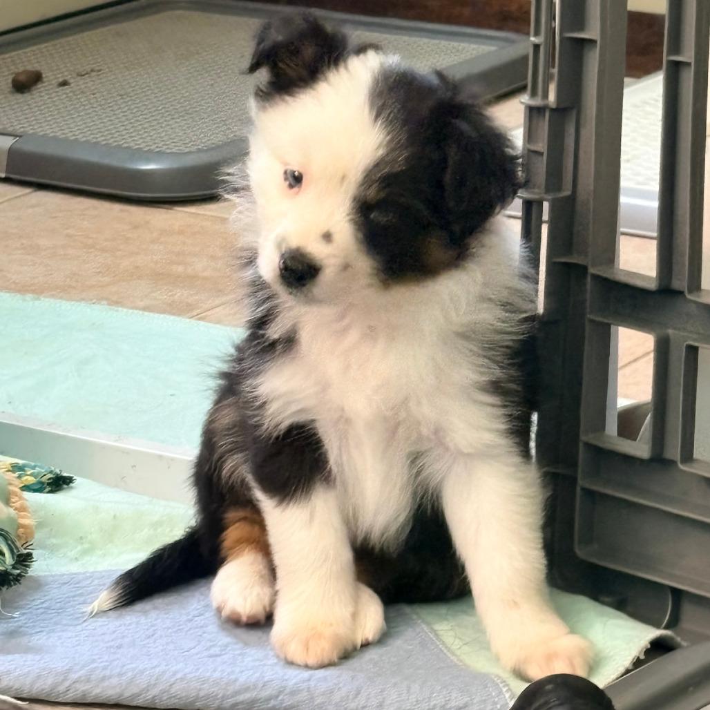 Lindor, a Adoptable Australian Shepherd in Ada, MN image 1/5