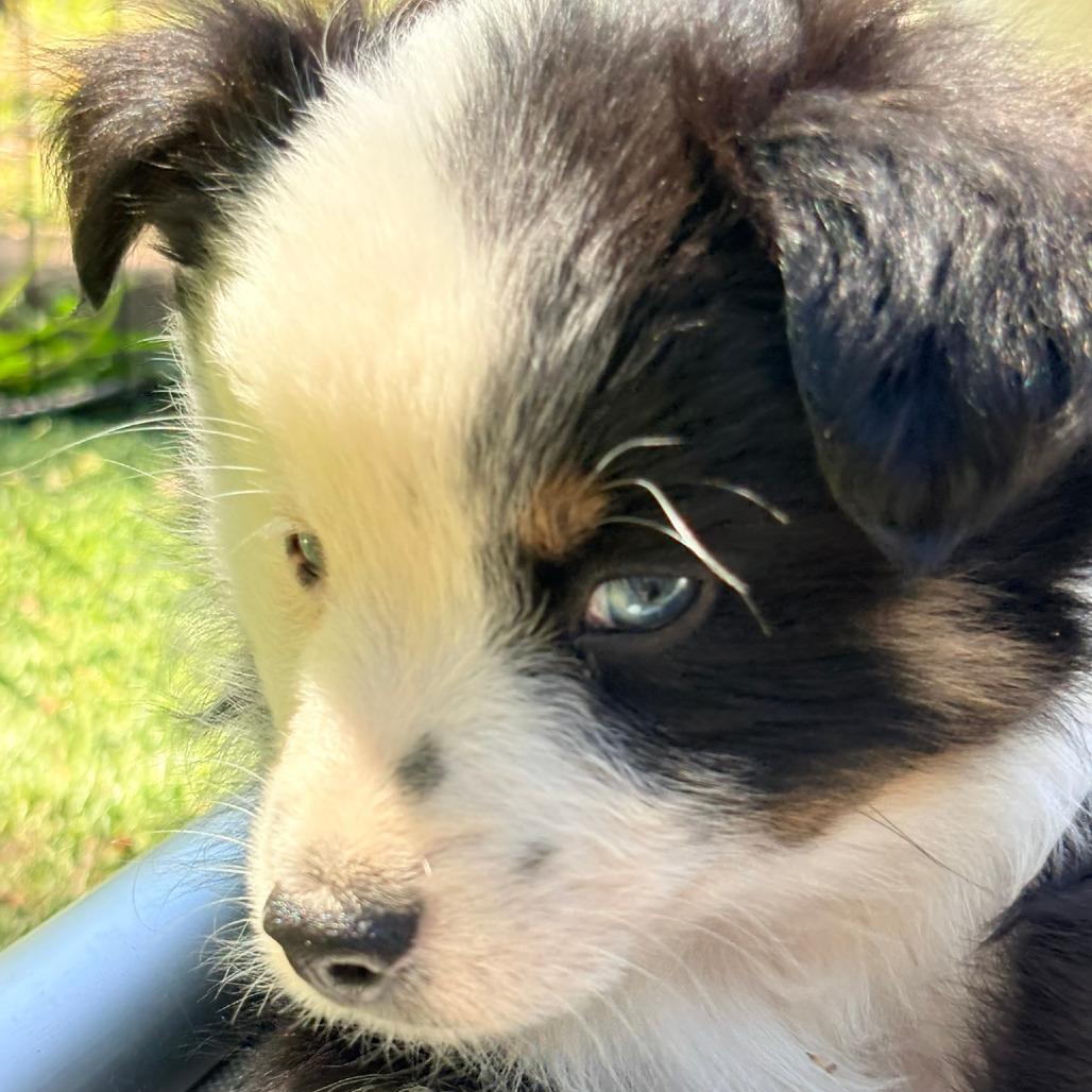Lindor, a Adoptable Australian Shepherd in Ada, MN image 2/5