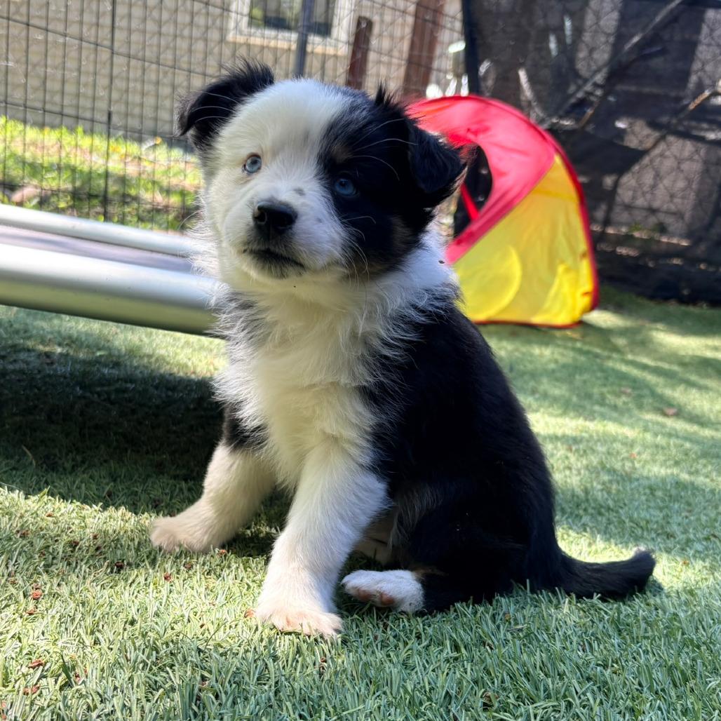 Lindor, a Adoptable Australian Shepherd in Ada, MN image 3/5