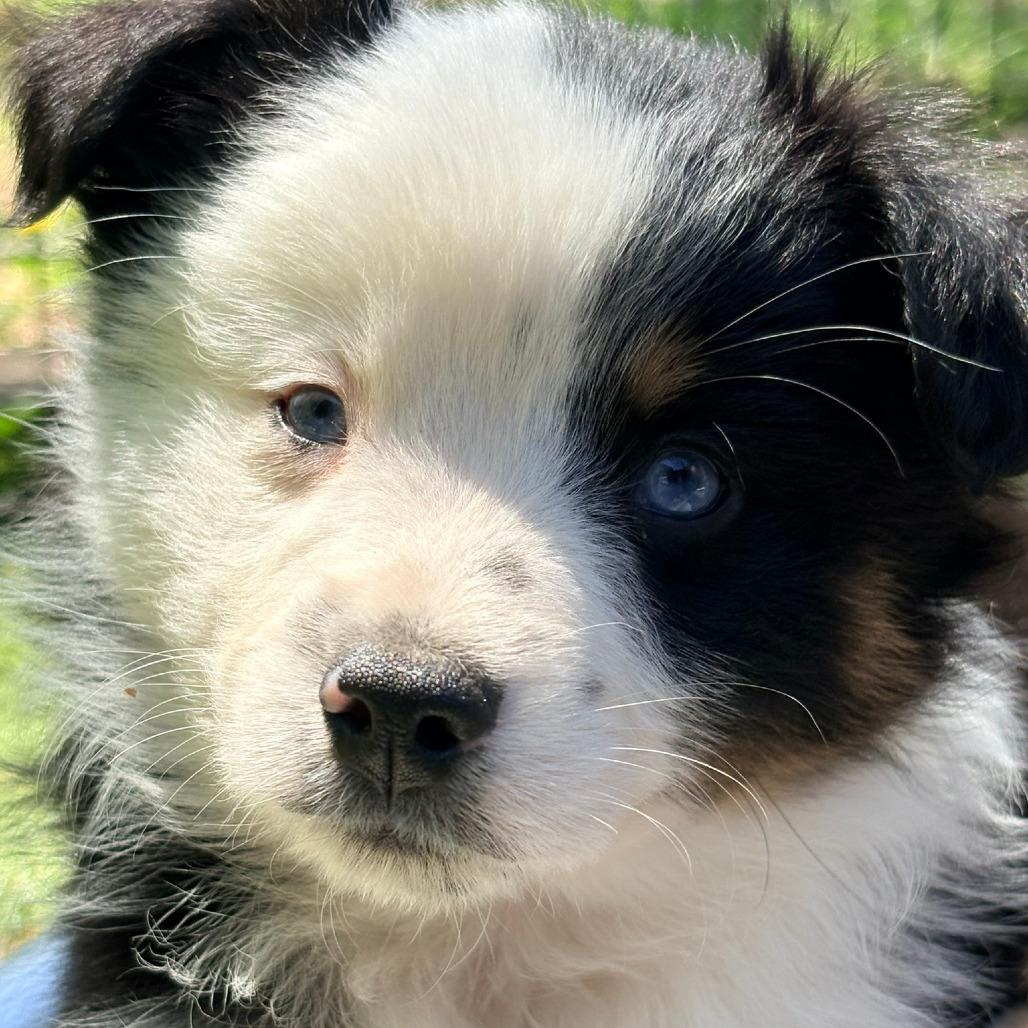 Lindor, a Adoptable Australian Shepherd in Ada, MN image 4/5