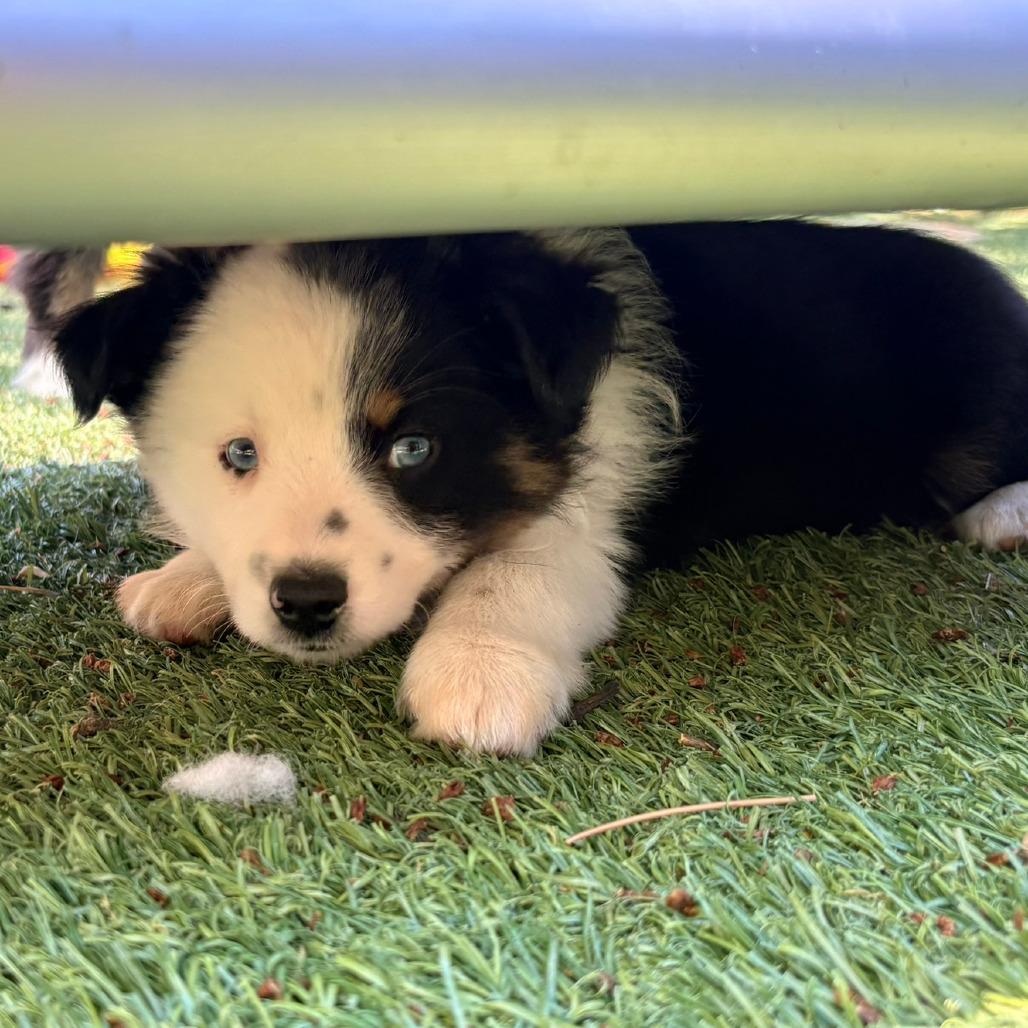 Lindor, a Adoptable Australian Shepherd in Ada, MN image 5/5