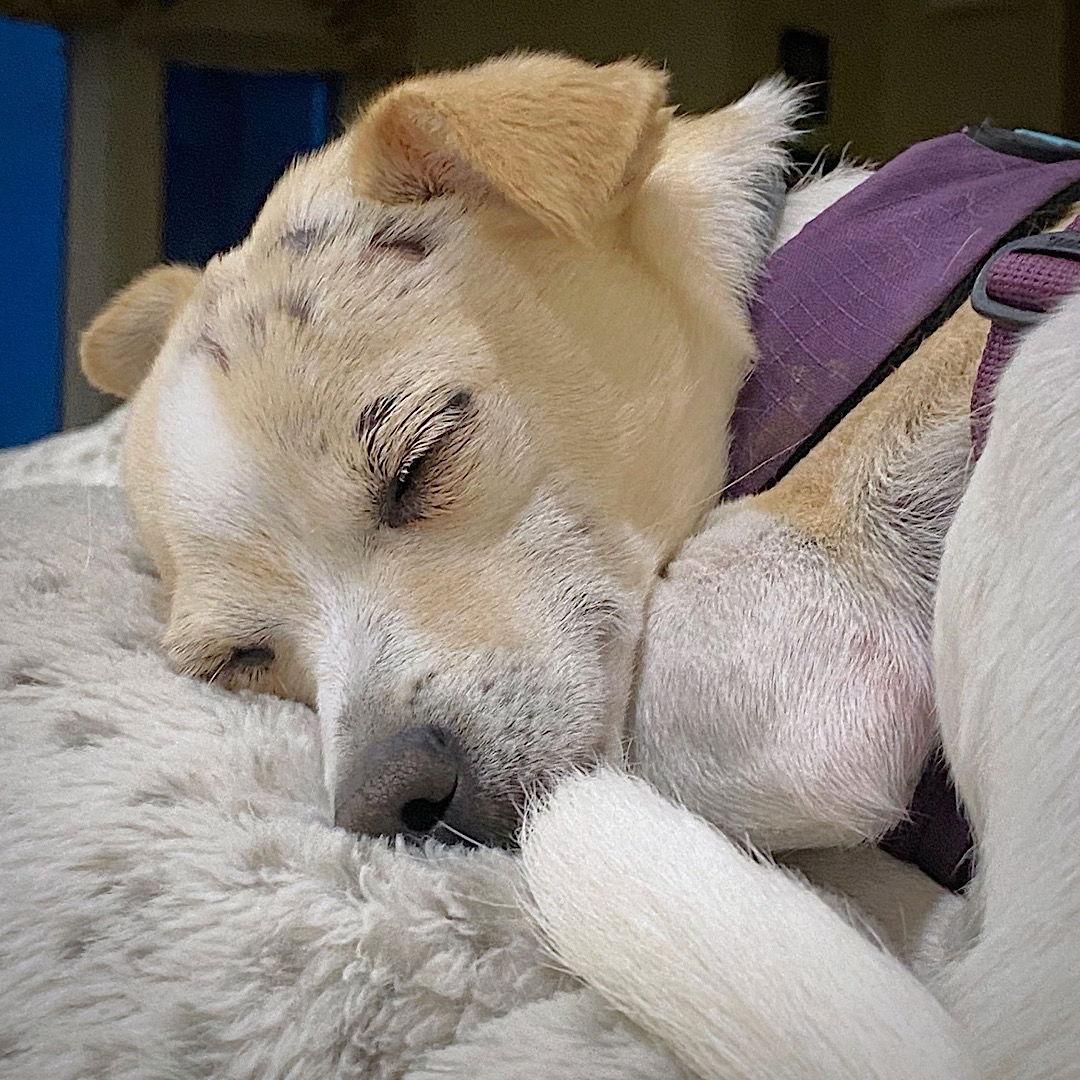 Raya (MD), Adoptable, Adult Female Rat Terrier & Chihuahua.