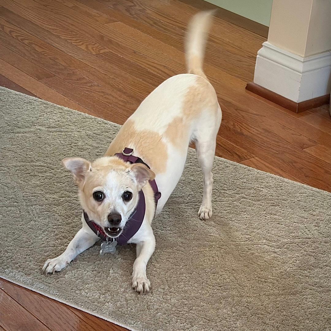 Enlarge Raya (MD), a Adoptable mixed breed in Laurel, MD image 1/3