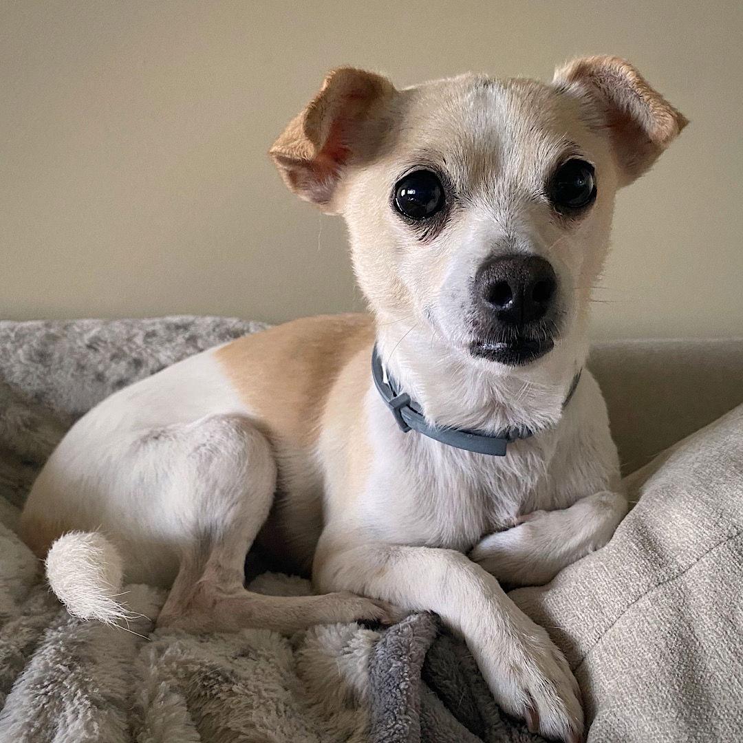 Raya (MD), Adoptable, Adult Female Rat Terrier & Chihuahua.