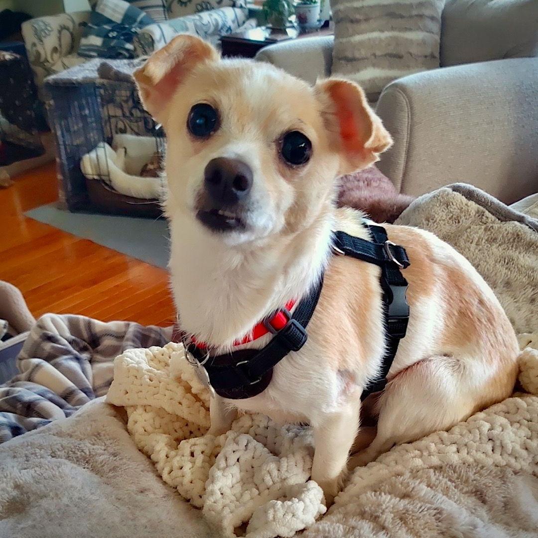 Raya (MD), Adoptable, Adult Female Rat Terrier & Chihuahua.
