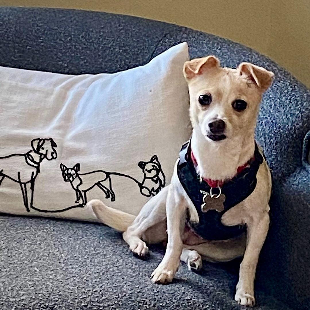 Enlarge Raya (MD), a Adoptable mixed breed in Laurel, MD image 2/3