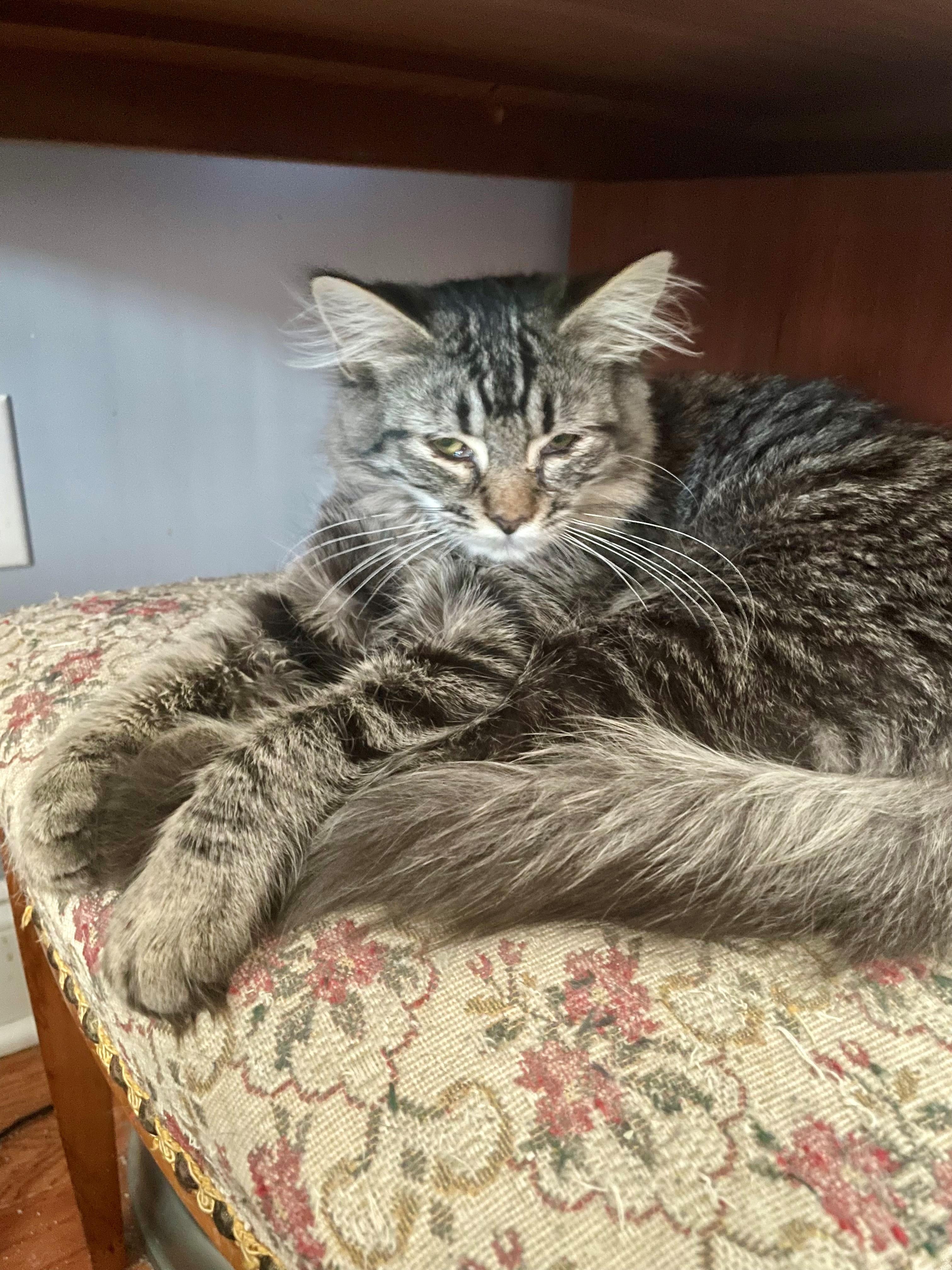 Yoko, Adopted, Young Female Domestic Short Hair.