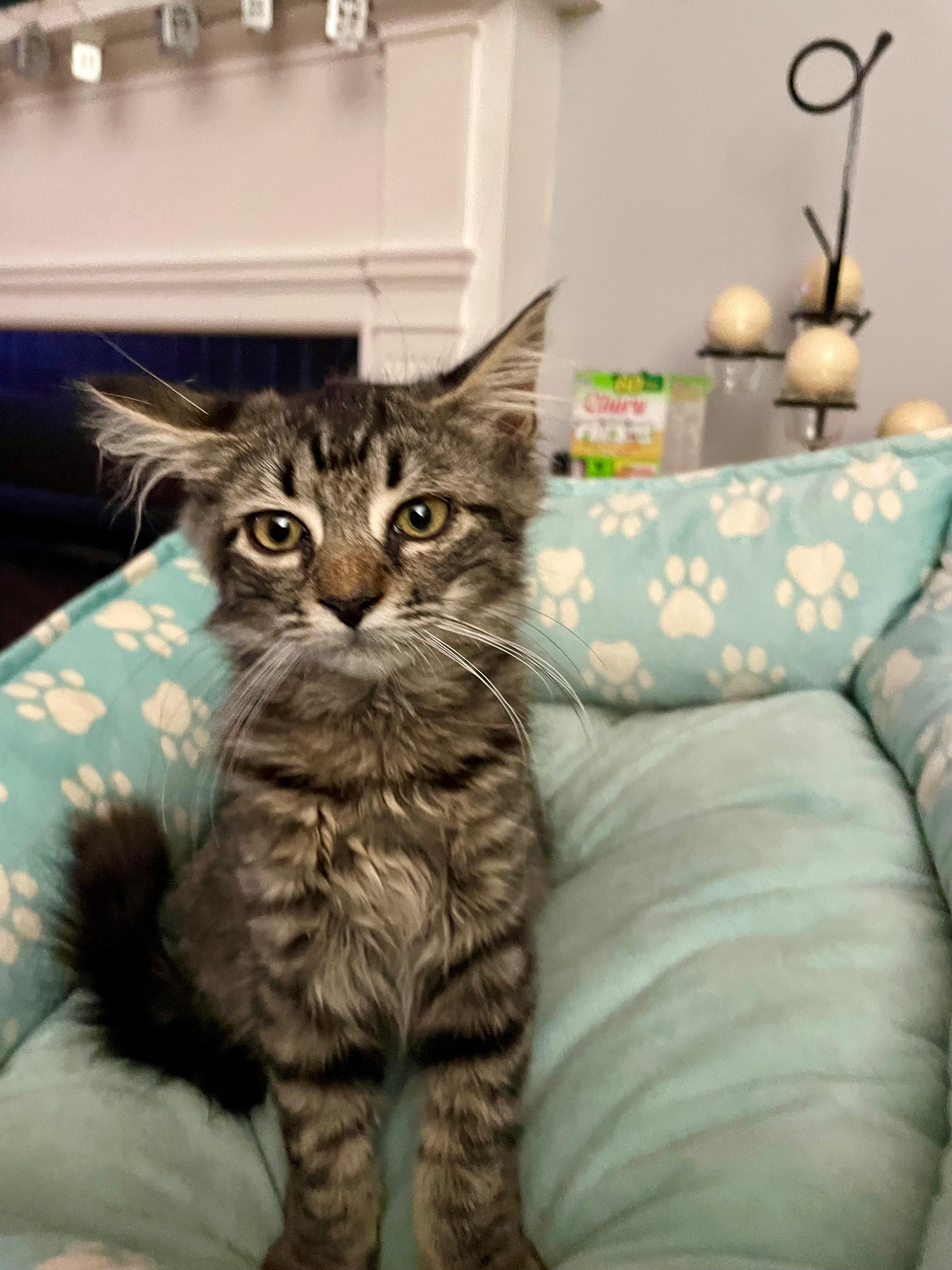Enlarge Yoko, a Adopted Domestic Short Hair in Westfield, NJ image 3/3
