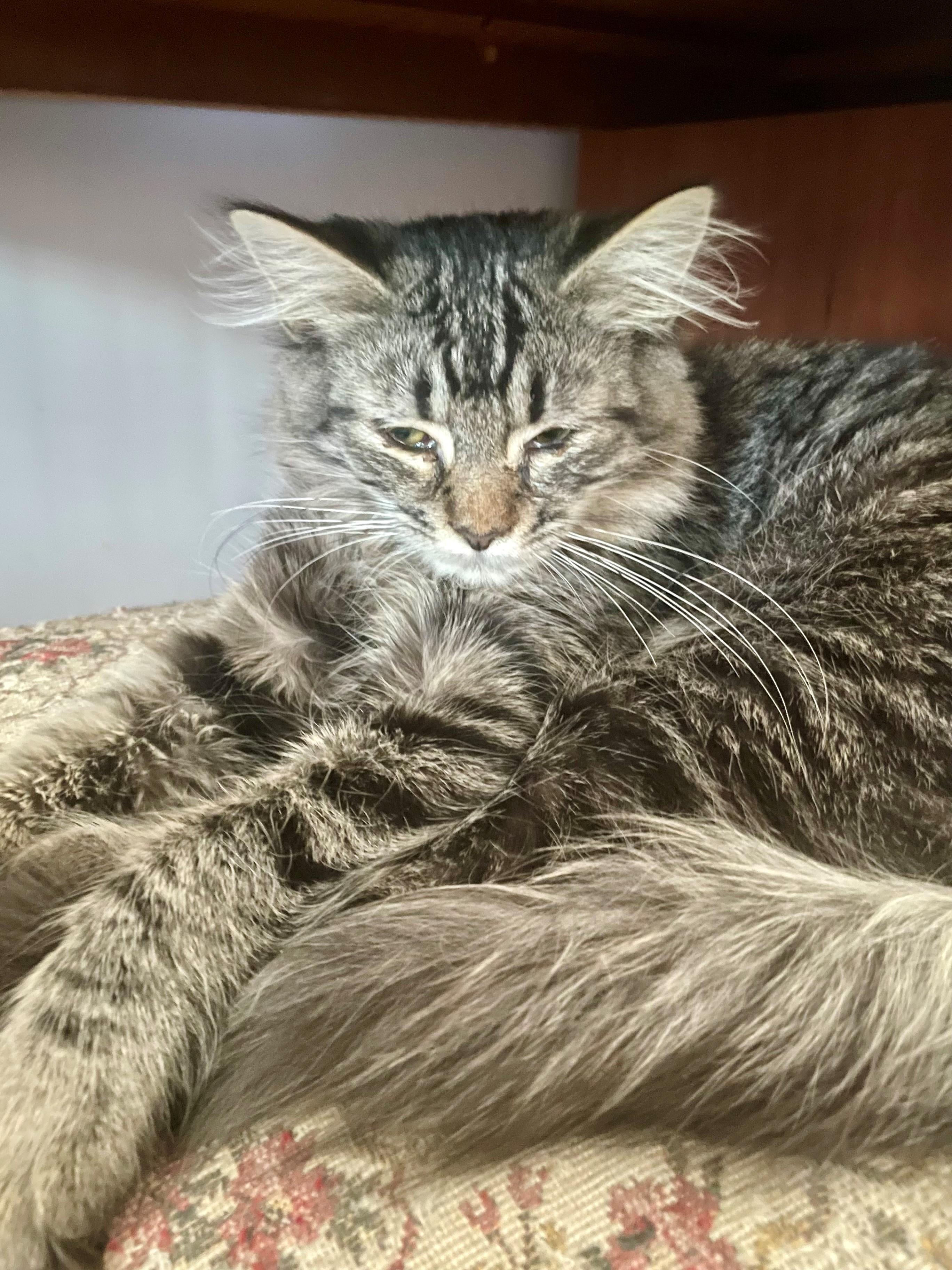 Enlarge Yoko, a Adopted Domestic Short Hair in Westfield, NJ image 2/3