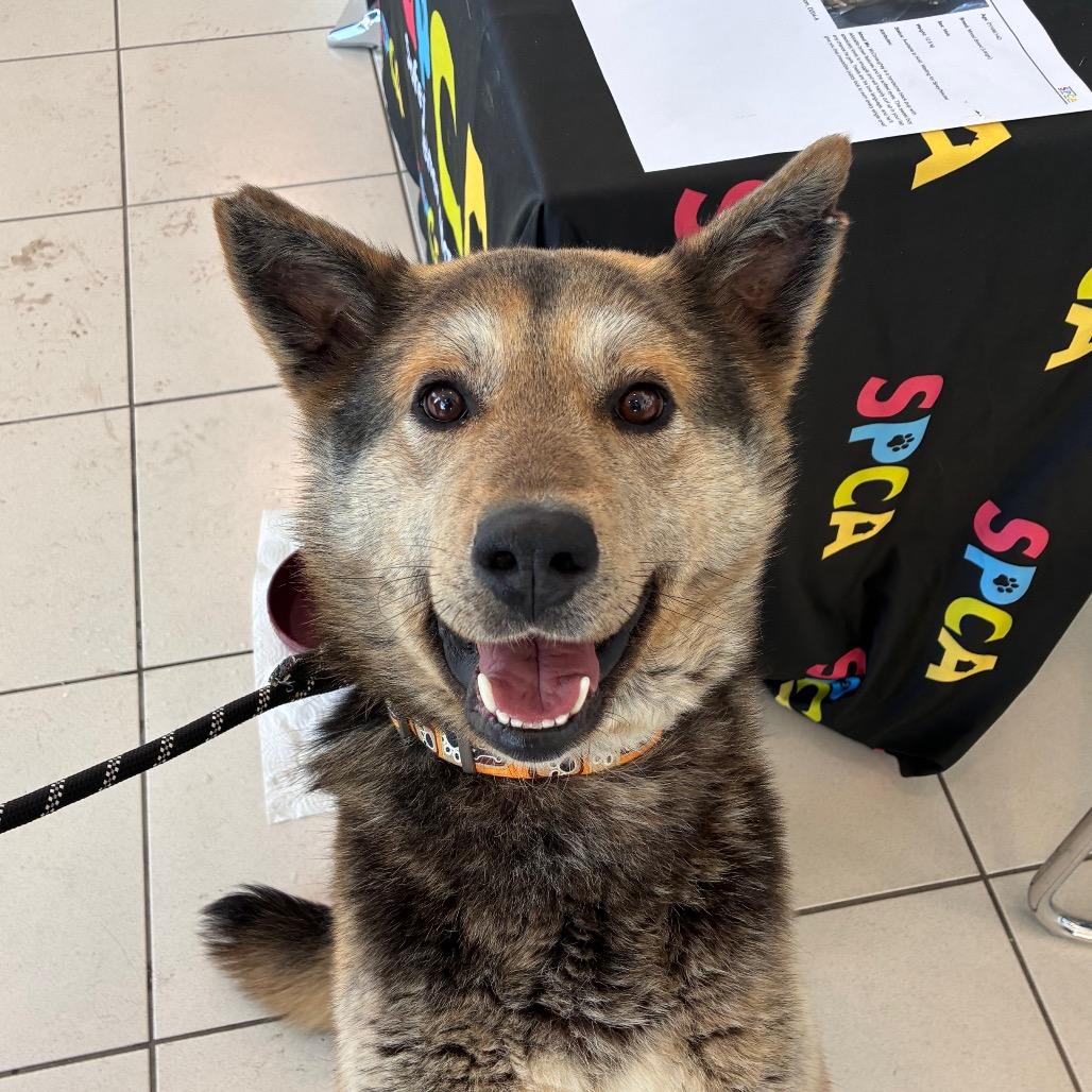 Hershey, a Adoptable mixed breed in Saskatoon, SK image 1/3