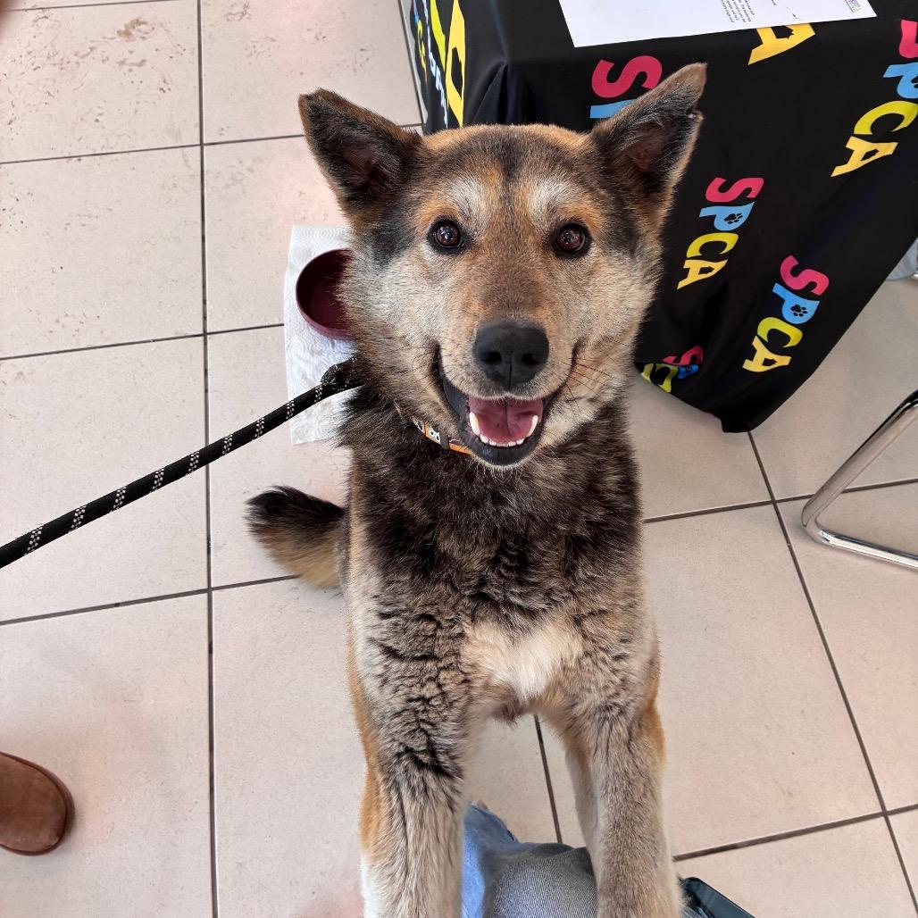 Hershey, a Adoptable mixed breed in Saskatoon, SK image 3/3