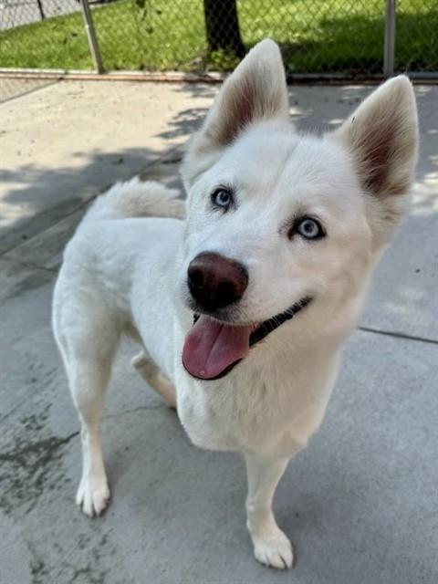 Enlarge SKY, a Adoptable Siberian Husky in Olathe, KS image 1/1