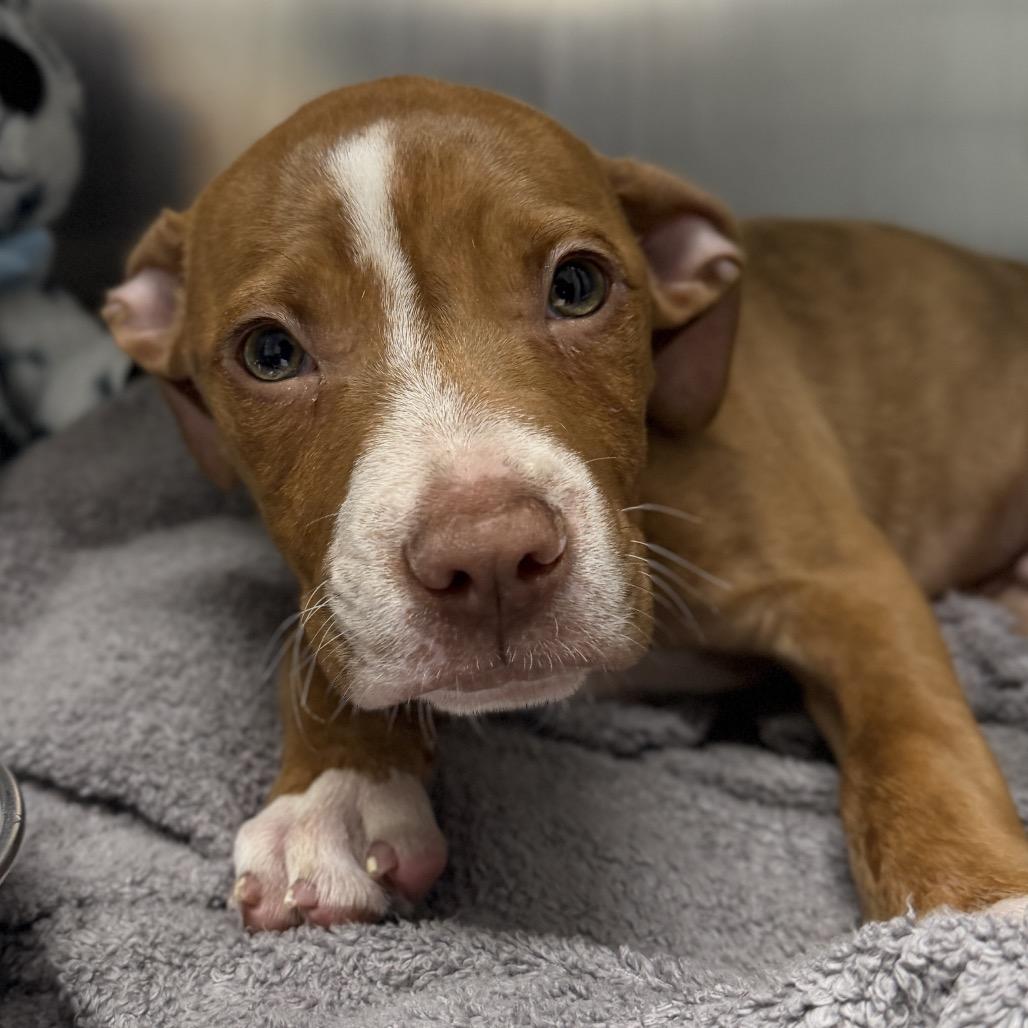 Enlarge Koda, a Adoptable Mixed Breed in West Chester, PA image 2/2