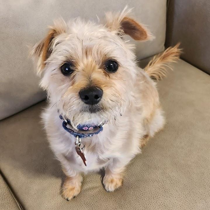 Enlarge Charlotte, a ADOPTABLE mixed breed in Mesquite, NV image 3/4