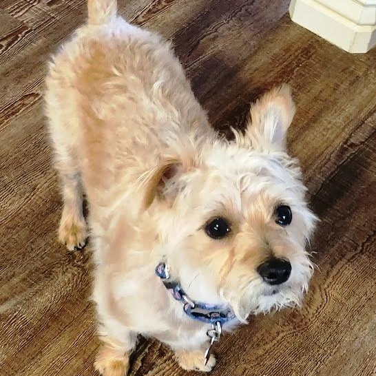 Charlotte, ADOPTABLE, Young Female Terrier.