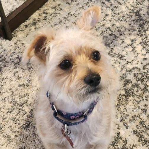 Enlarge Charlotte, a ADOPTABLE mixed breed in Mesquite, NV image 4/4