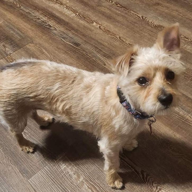 Enlarge Charlotte, a ADOPTABLE Terrier in Mesquite, NV image 3/3
