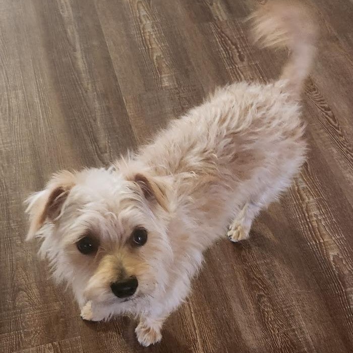 Charlotte, ADOPTABLE, Young Female Terrier.
