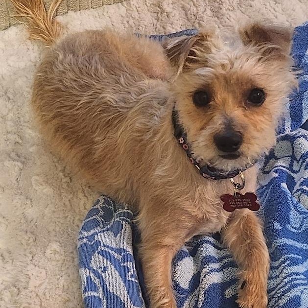 Enlarge Charlotte, a ADOPTABLE Terrier in Mesquite, NV image 2/3