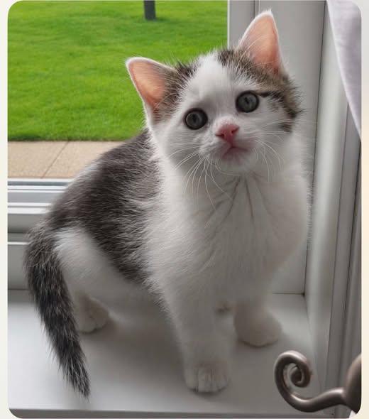 Capucine, adopted, Kitten Female Domestic Short Hair.