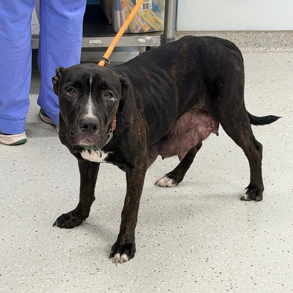 Zaliyah, Adoptable, Adult Female Mixed Breed.