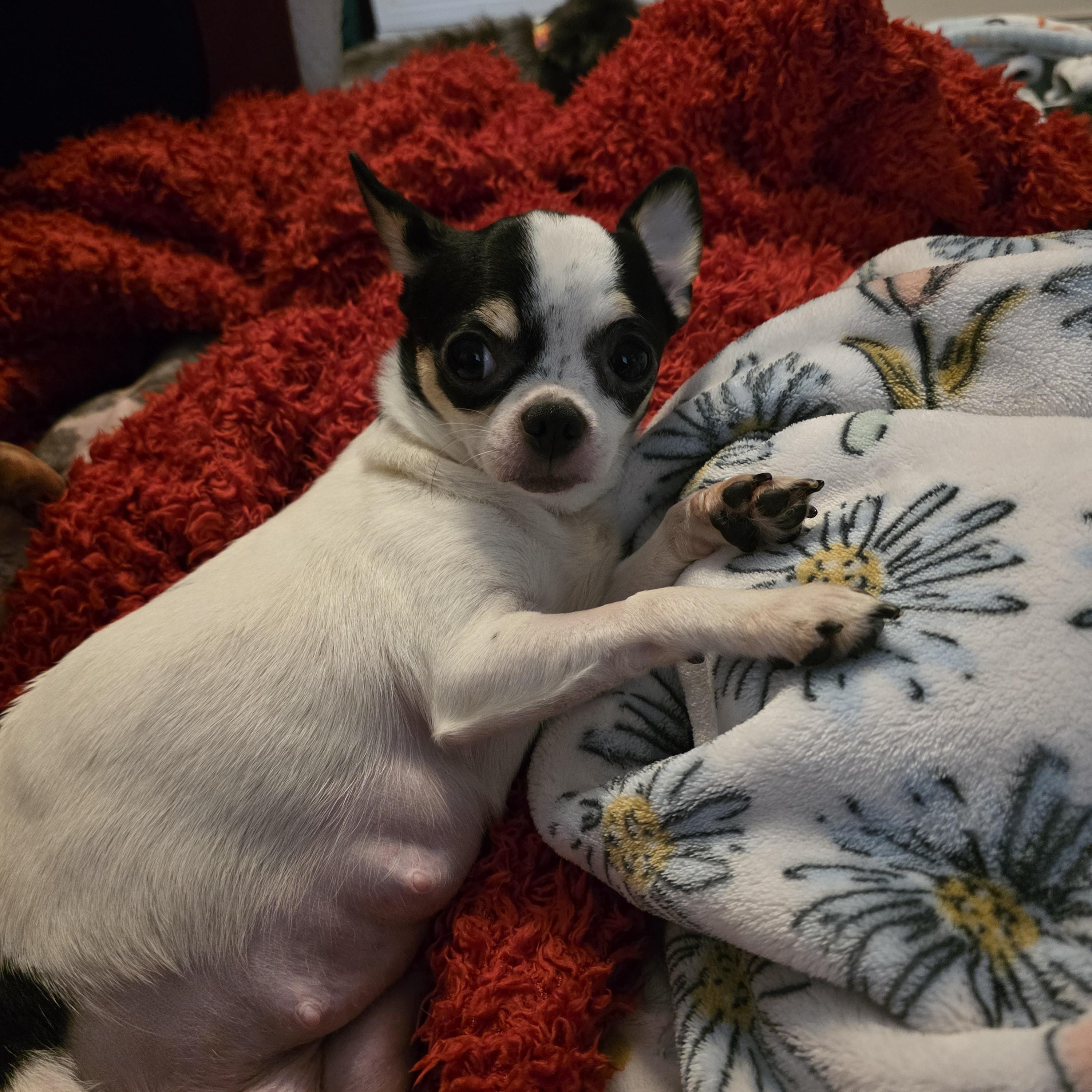 Princess Buttercup photo 3
