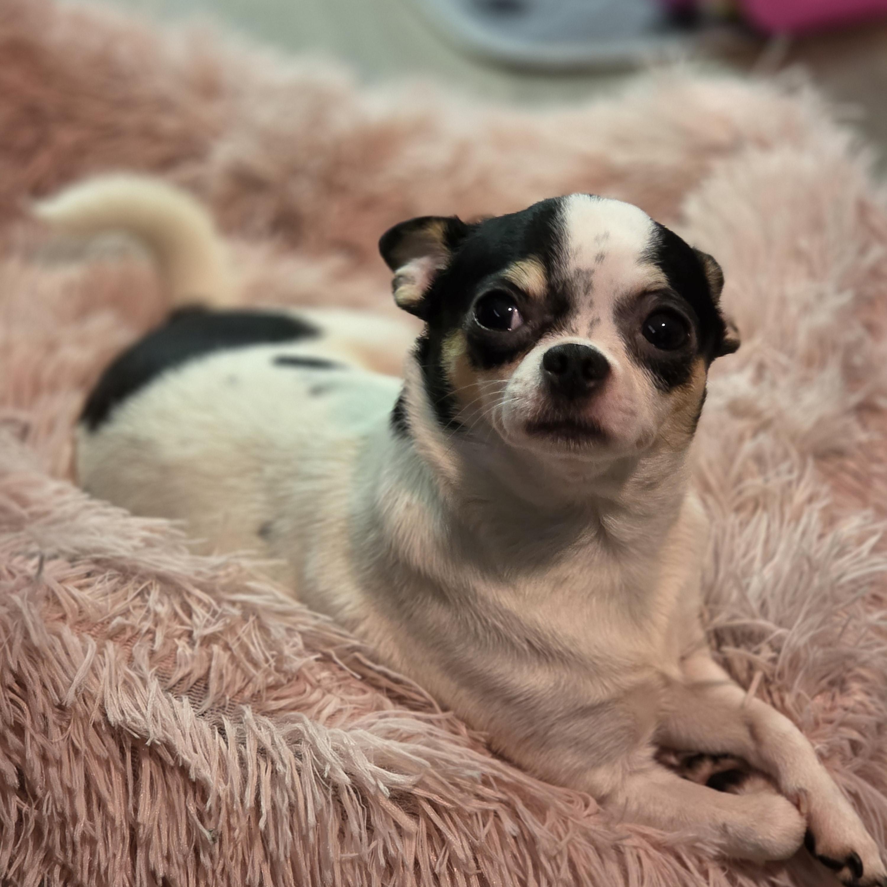 Princess Buttercup photo 2