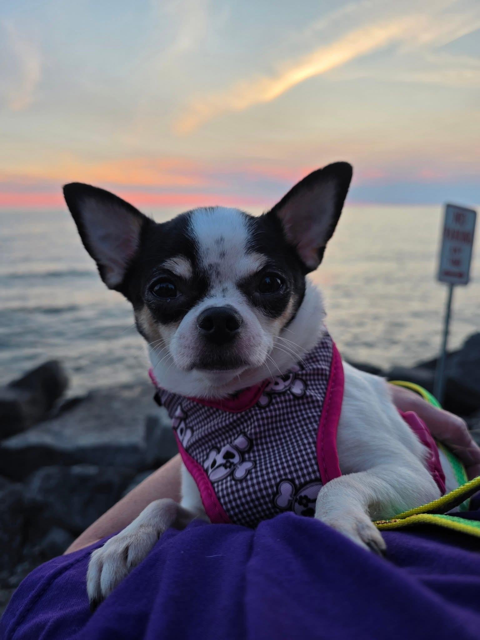 Princess Buttercup photo 4