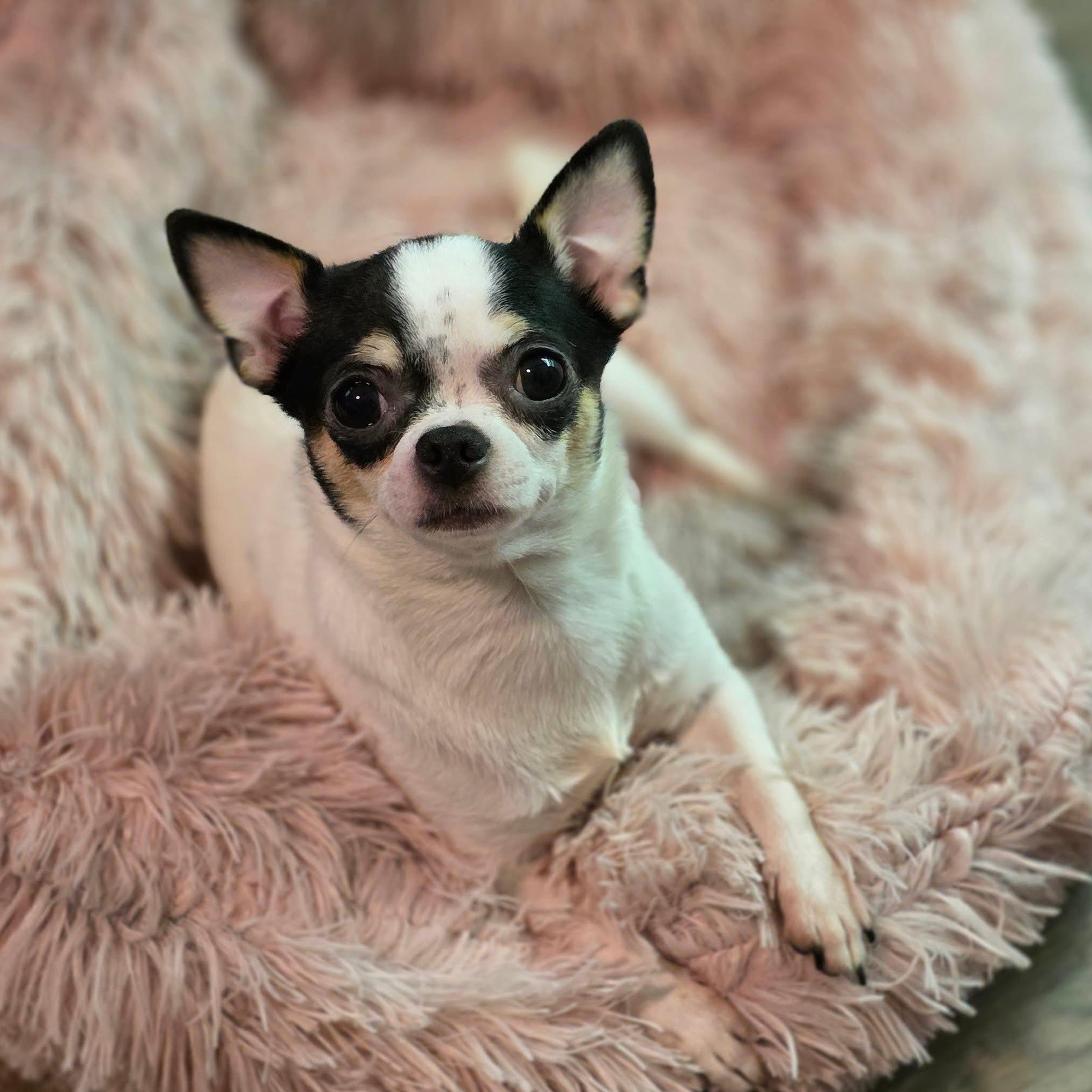 Princess Buttercup photo 1