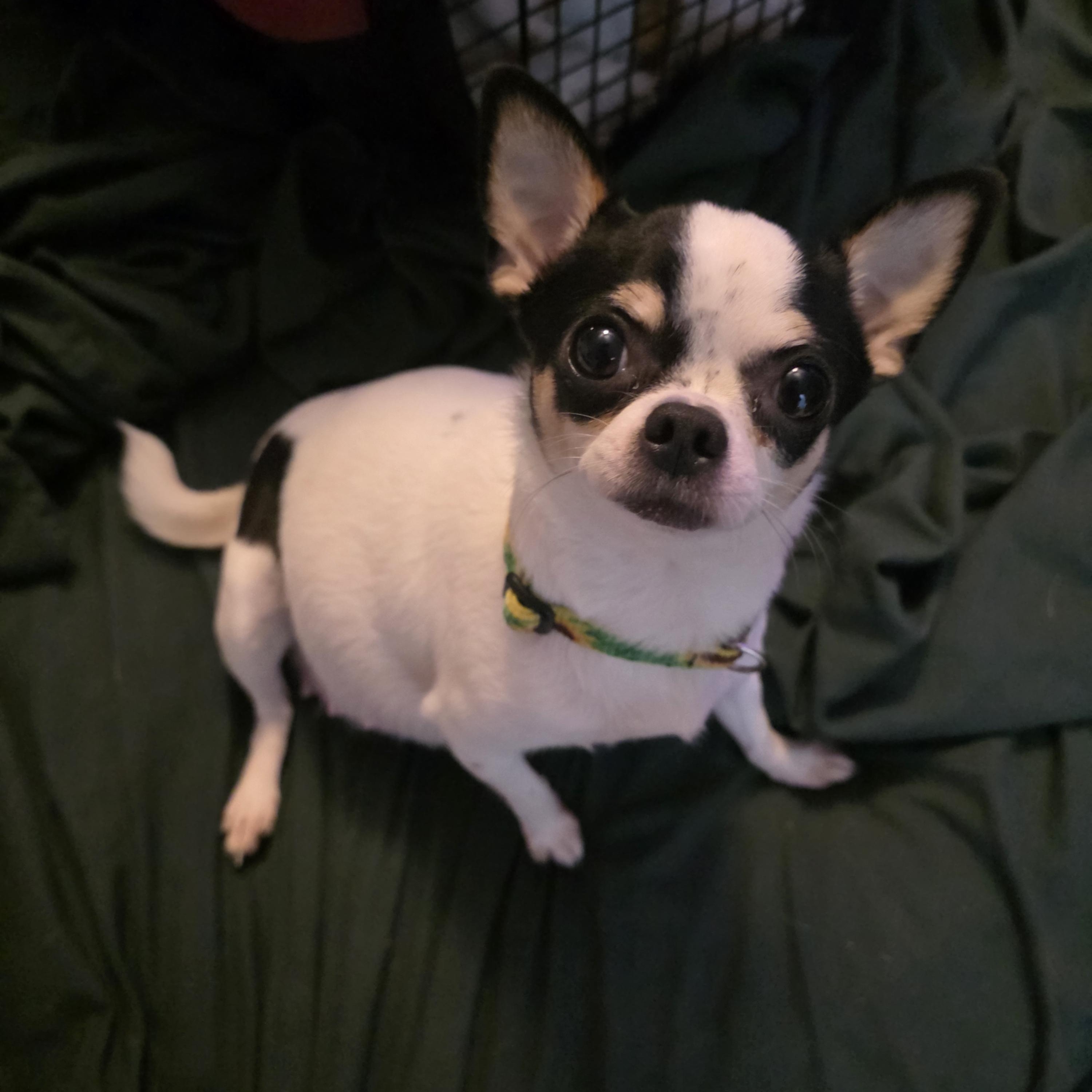 Princess Buttercup photo 5