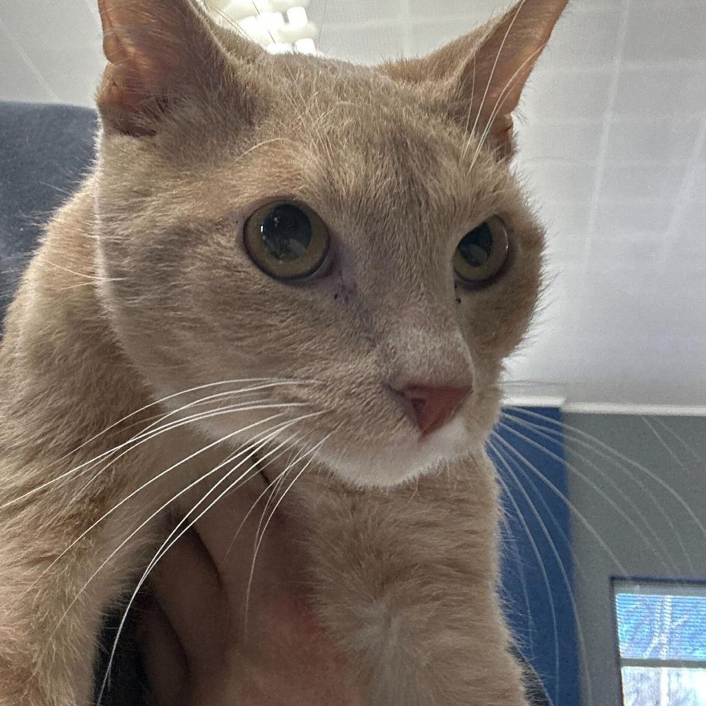 Enlarge Baba, a Adoptable Domestic Short Hair in Oak Hill, WV image 1/1