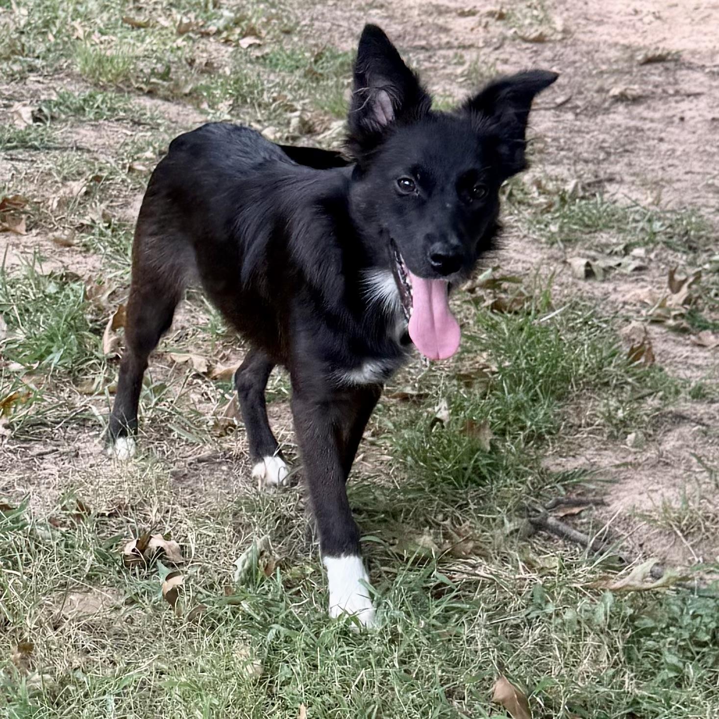 Enlarge Molly, a Adoptable mixed breed in Broken Arrow, OK image 2/6