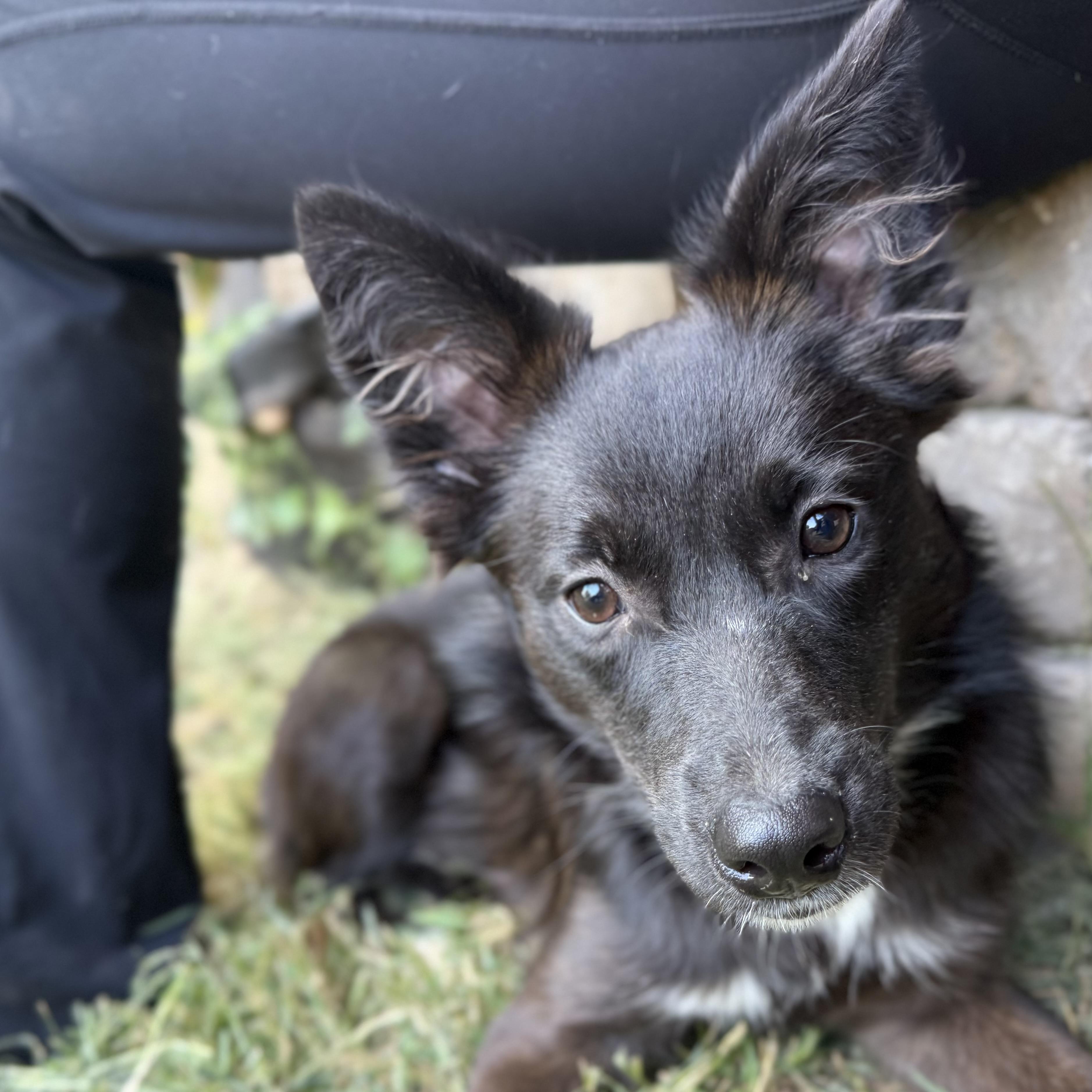 Molly, Adoptable, Young Female Spaniel & Schipperke.