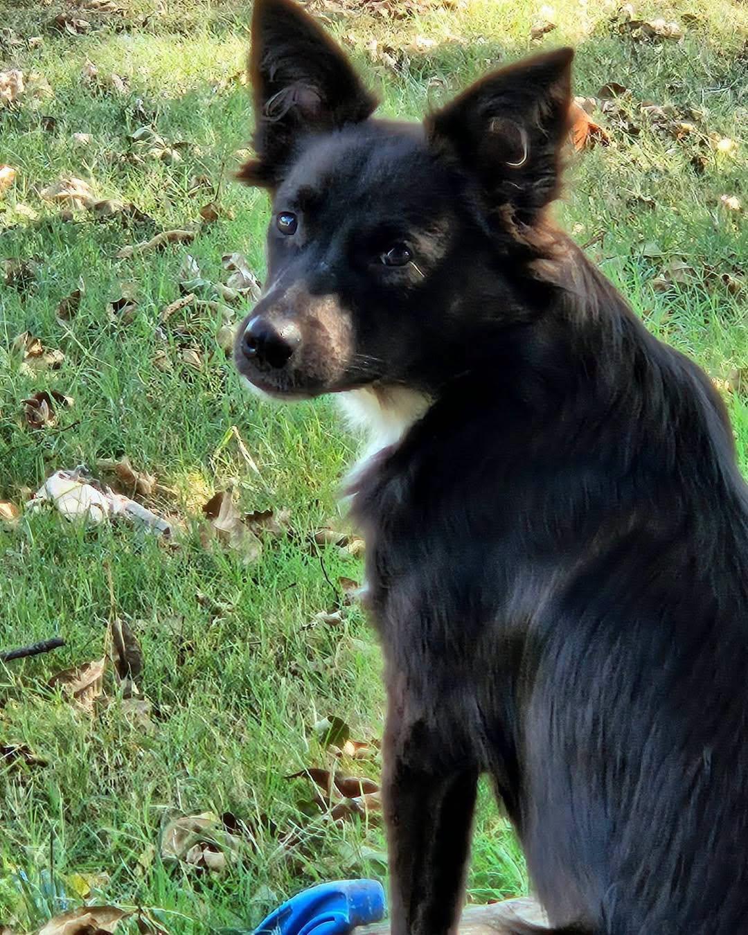 Enlarge Molly, a Adoptable mixed breed in Broken Arrow, OK image 6/6