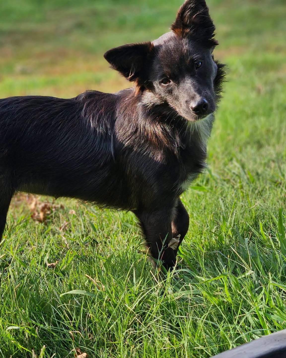 Enlarge Molly, a Adoptable mixed breed in Broken Arrow, OK image 5/6