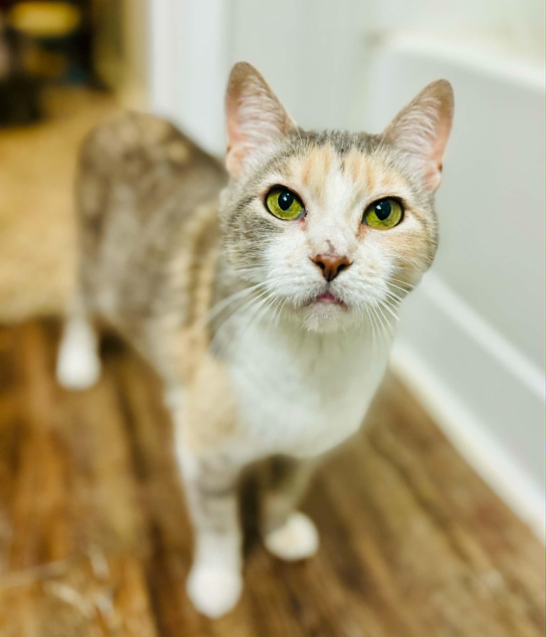 Paige, ADOPTABLE, Young Female Domestic Short Hair.