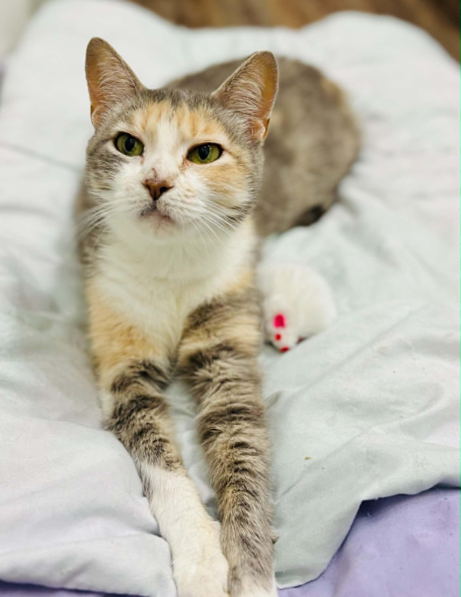 Paige, a ADOPTABLE Domestic Short Hair in Mansfield, TX image 2/2
