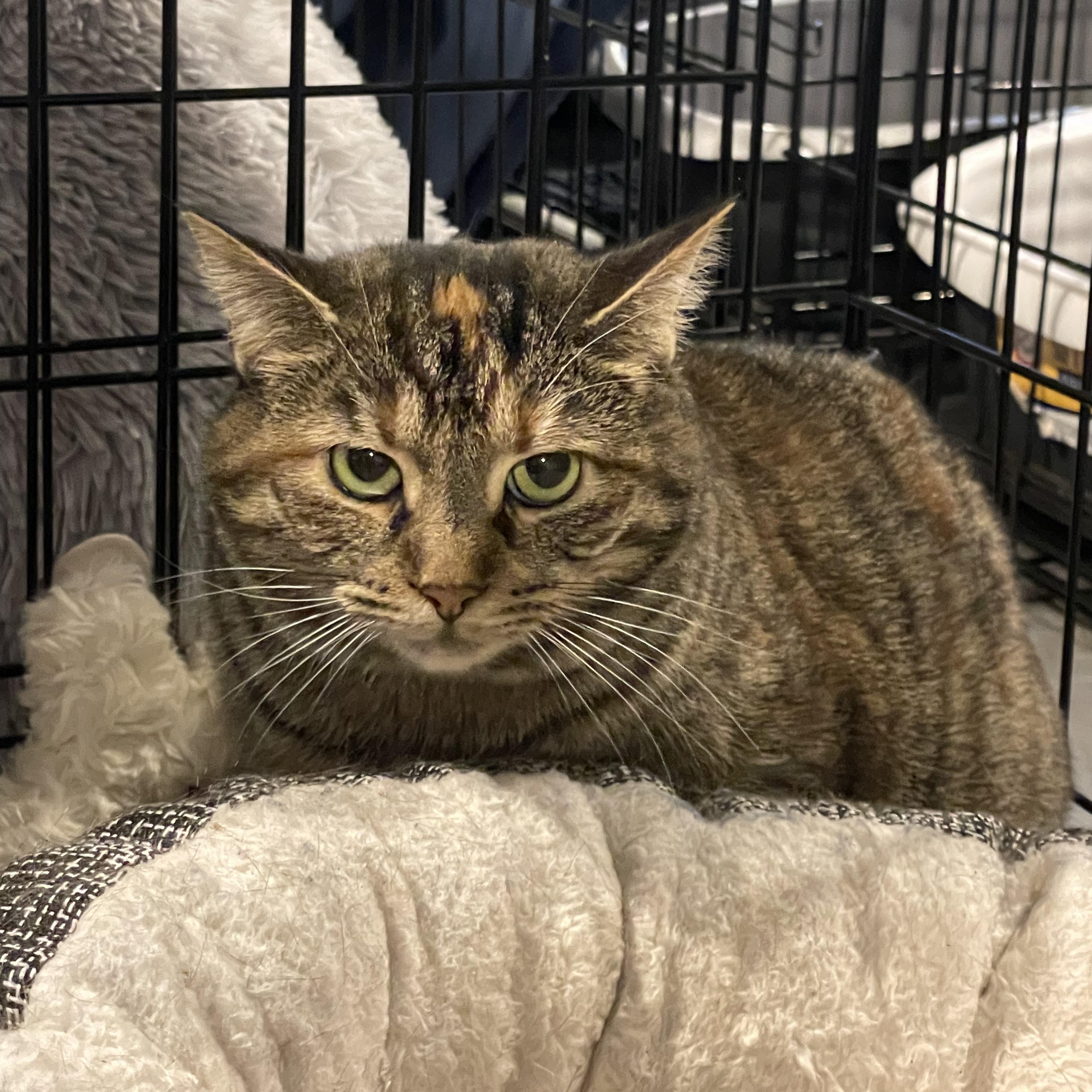 Enlarge Karma, a ADOPTABLE Torbie in Kent, OH image 4/5