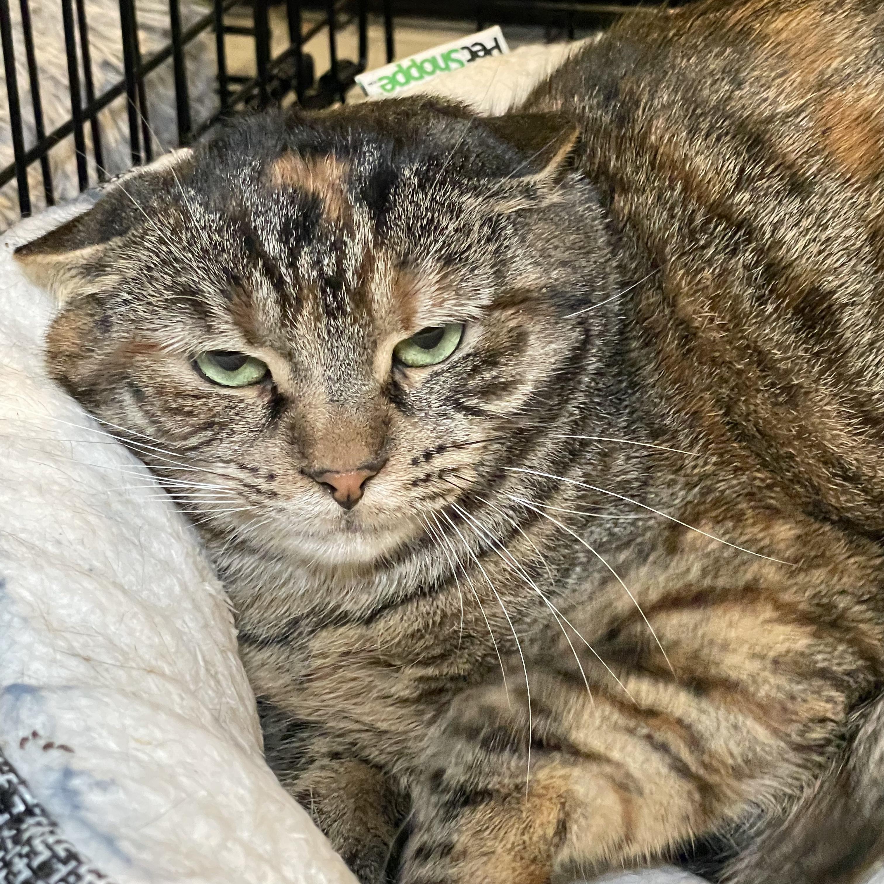 Enlarge Karma, a ADOPTABLE Torbie in Kent, OH image 3/5