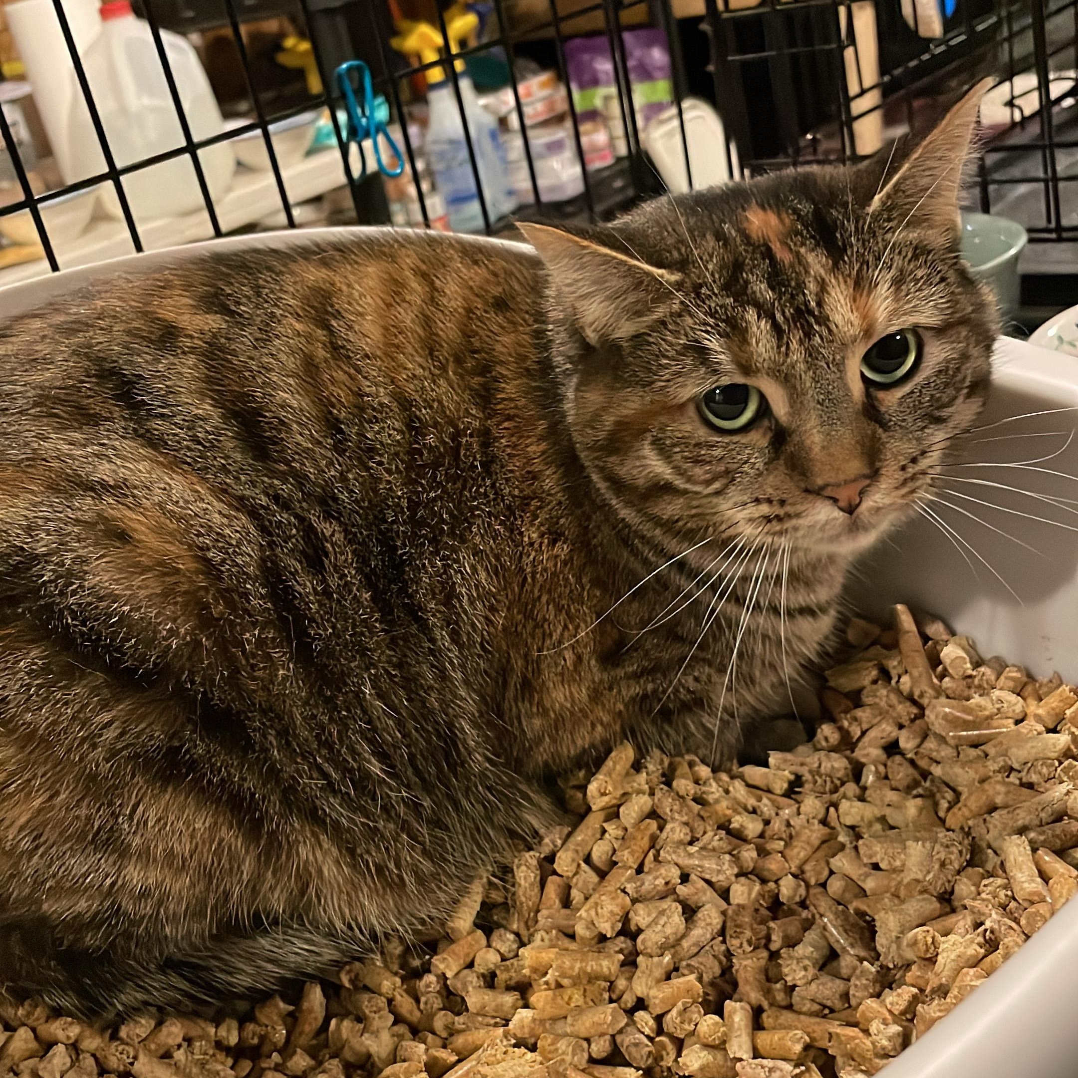 Enlarge Karma, a ADOPTABLE Torbie in Kent, OH image 5/5