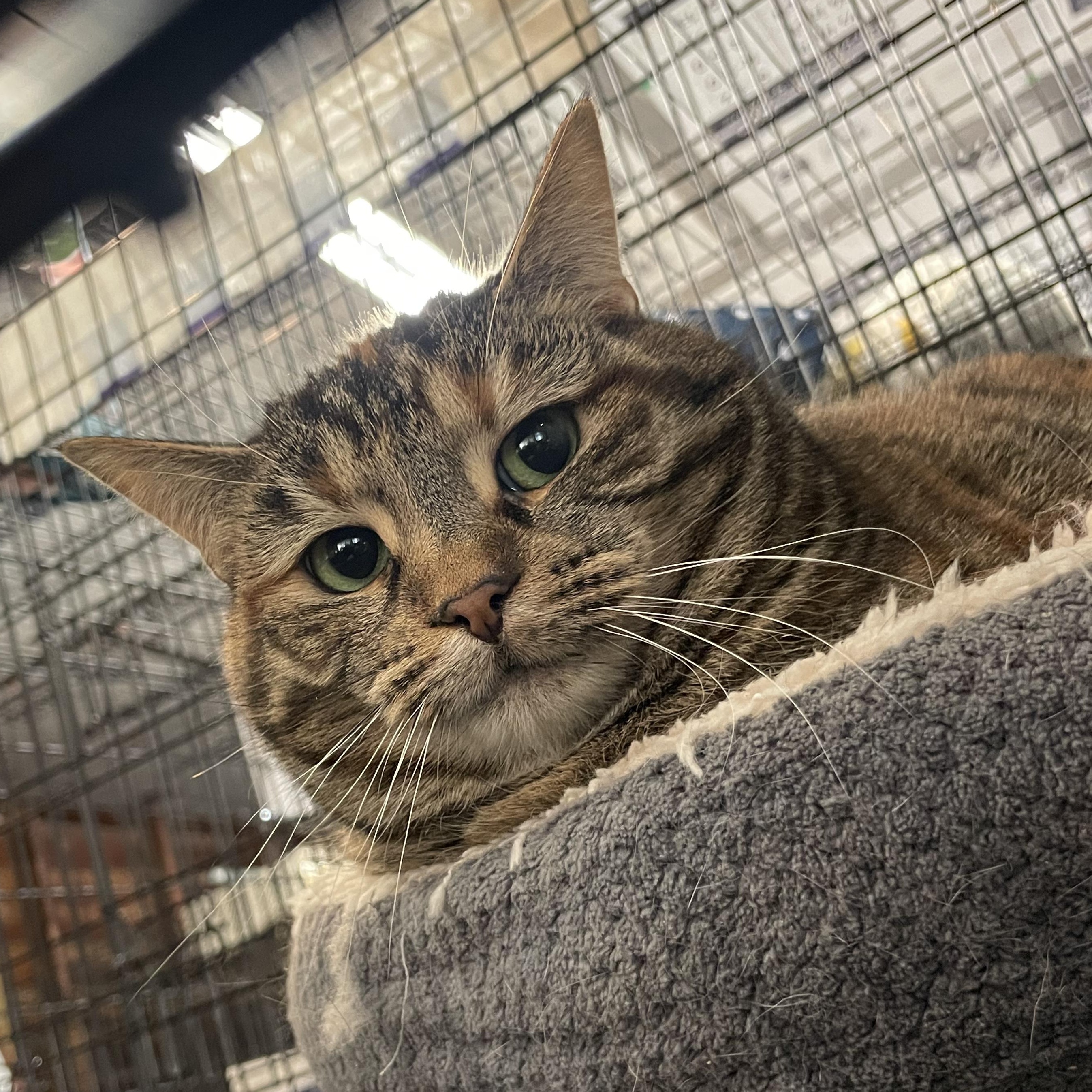 Enlarge Karma, a ADOPTABLE Torbie in Kent, OH image 1/5
