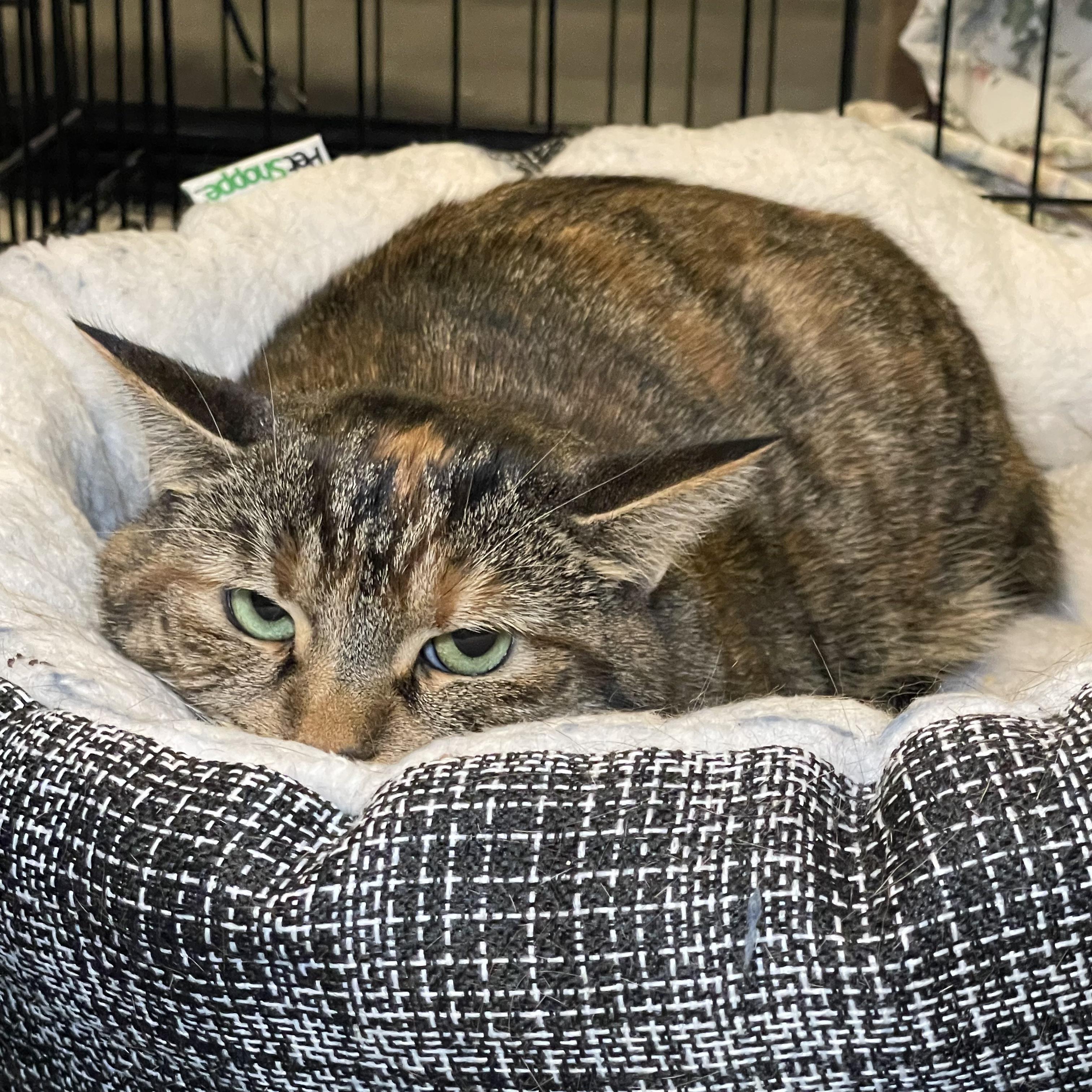 Enlarge Karma, a ADOPTABLE Torbie in Kent, OH image 2/5