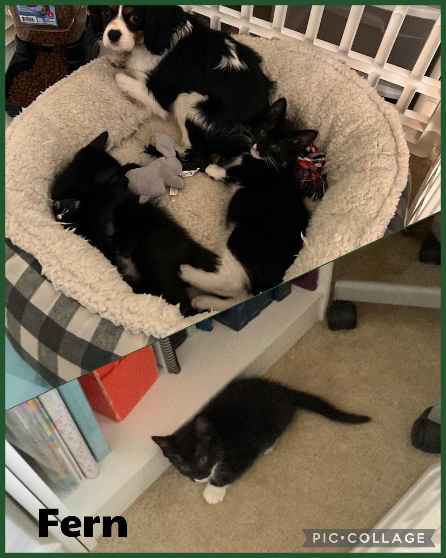 Fern, Adoptable, Kitten Male Domestic Short Hair.