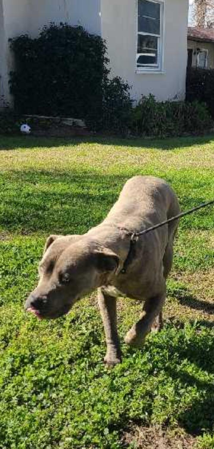 Gunner, Adoptable, Adult Male Pit Bull Terrier.